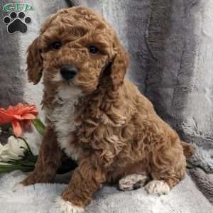 Patrick, Miniature Poodle Puppy